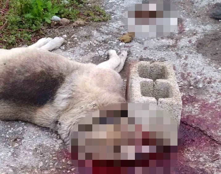 Κτηνωδία στο Κορδελιό: Σκότωσαν σκυλίτσα με κυβόλιθο