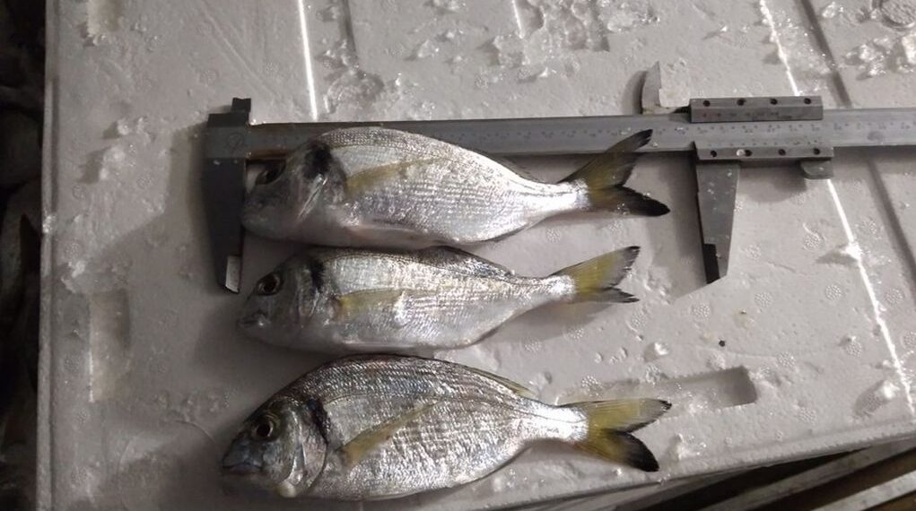 Θεσσαλονίκη – Iχθυόσκαλα Νέας Μηχανιώνας: Κατασχέθηκαν 61 κιλά ψάρια