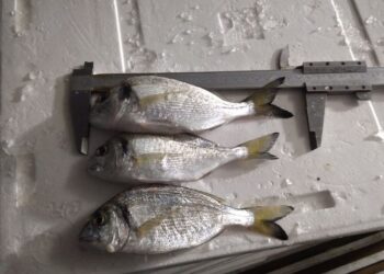 Θεσσαλονίκη – Iχθυόσκαλα Νέας Μηχανιώνας: Κατασχέθηκαν 61 κιλά ψάρια