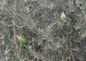 Θεσσαλονίκη: Γιατί γέμισε… πράσινους παπαγάλους