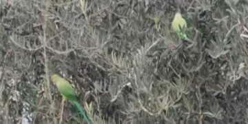 Θεσσαλονίκη: Γιατί γέμισε… πράσινους παπαγάλους
