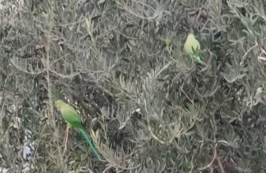 Θεσσαλονίκη: Γιατί γέμισε… πράσινους παπαγάλους