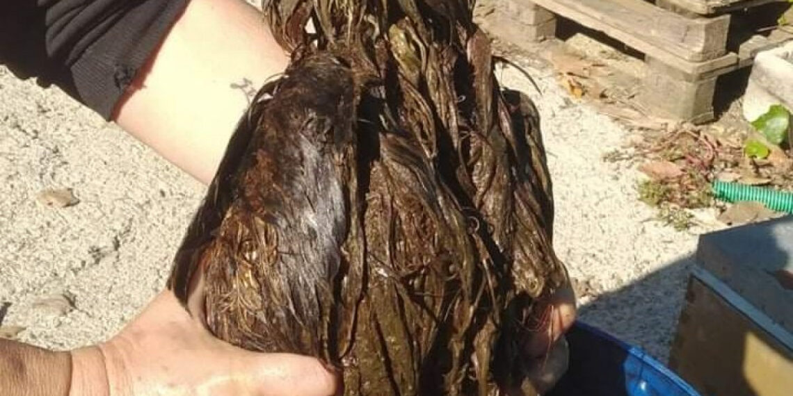 Θεσσαλονίκη: Καθάρισαν μπούφο βουτηγμένο σε λύματα- Δεν μπορούσε να πετάξει