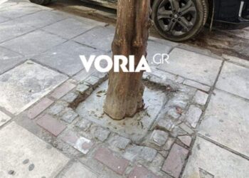Άγνωστοι έριξαν τσιμέντο στις ρίζες δέντρων στη Θεσσαλονίκη