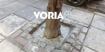 Άγνωστοι έριξαν τσιμέντο στις ρίζες δέντρων στη Θεσσαλονίκη