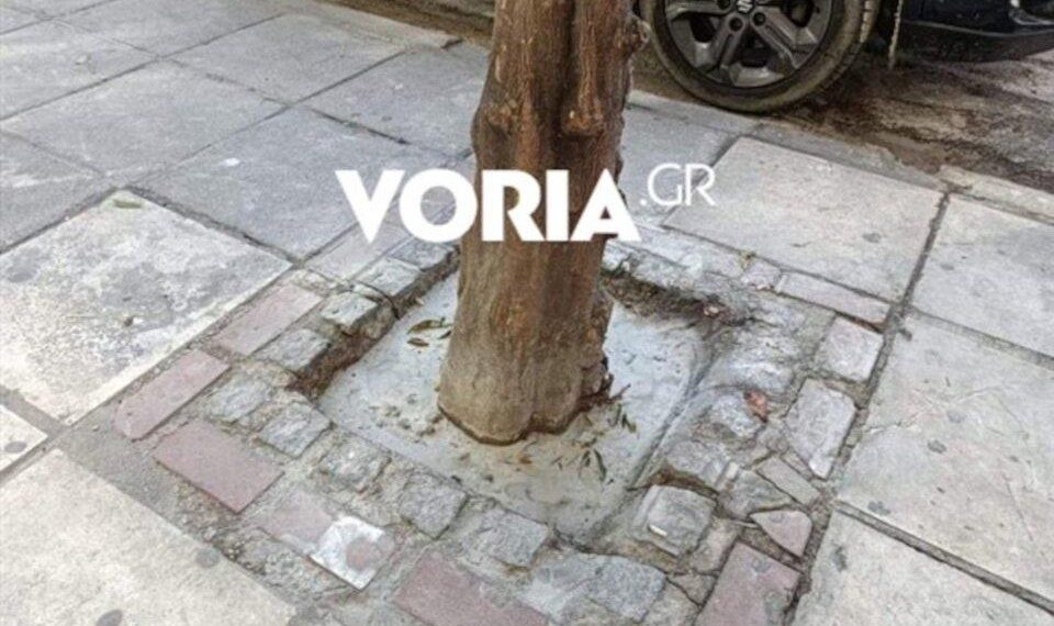 Άγνωστοι έριξαν τσιμέντο στις ρίζες δέντρων στη Θεσσαλονίκη