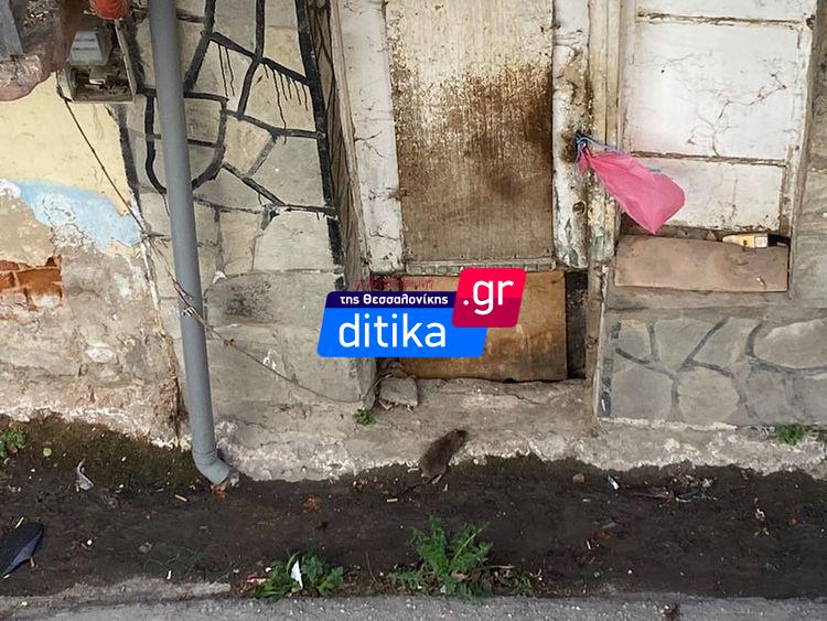 Εύοσμος: Ποντίκια κάνουν …πάρτι σε εγκαταλελειμμένο σπίτι