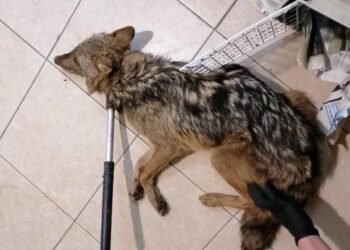 Θεσσαλονίκη: Άγριο ζώο, μάλλον τσακάλι, βρέθηκε τραυματισμένο μέσα σε βιβλιοπωλείο