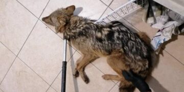 Θεσσαλονίκη: Άγριο ζώο, μάλλον τσακάλι, βρέθηκε τραυματισμένο μέσα σε βιβλιοπωλείο