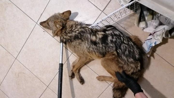 Θεσσαλονίκη: Άγριο ζώο, μάλλον τσακάλι, βρέθηκε τραυματισμένο μέσα σε βιβλιοπωλείο