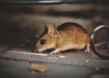 Τρωκτικά σουλατσάρουν σε κεντρικό δρόμο στον Εύοσμο Θεσσαλονίκης