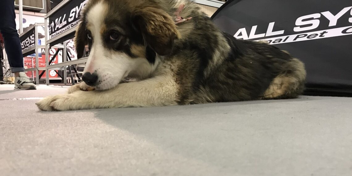 “Discover Dogs”: Η μεγαλύτερη γιορτή με θέμα τον σκύλο επιστρέφει στη Θεσσαλονίκη