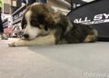 “Discover Dogs”: Η μεγαλύτερη γιορτή με θέμα τον σκύλο επιστρέφει στη Θεσσαλονίκη