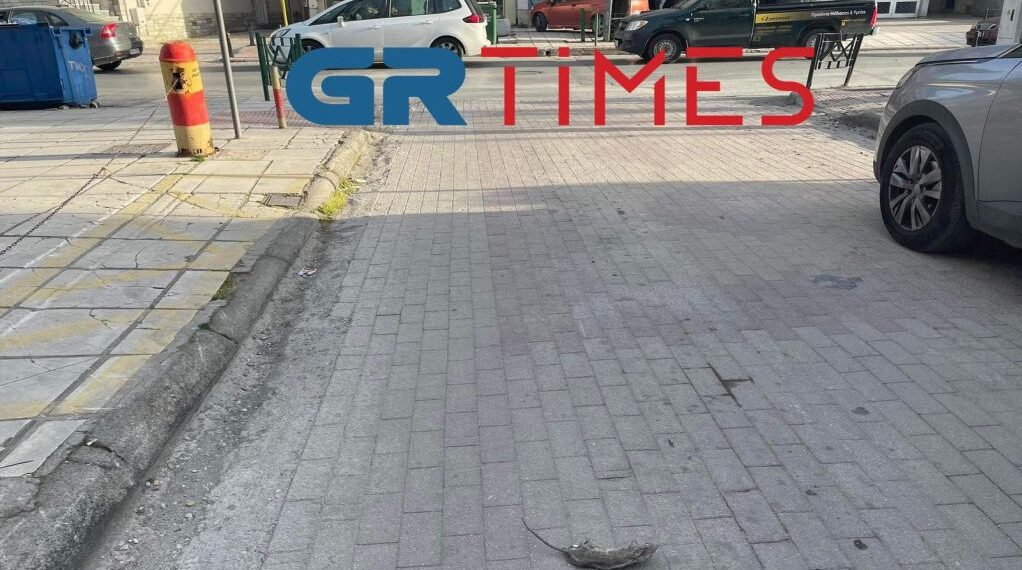 Συνεχίζουν να «σουλατσάρουν» τα ποντίκια στον Εύοσμο – Νεκρό τρωκτικό στη μέση του δρόμου (Εικόνες)
