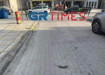 Συνεχίζουν να «σουλατσάρουν» τα ποντίκια στον Εύοσμο – Νεκρό τρωκτικό στη μέση του δρόμου (Εικόνες)