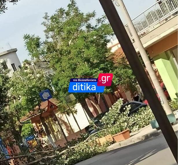 Κορδελιό: ‘Επεσε δέντρο μπροστά σε σχολείο – Από θαύμα γλίτωσαν τα παιδιά