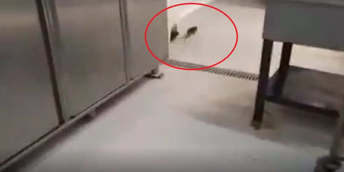 Ποντίκι κάνει… βόλτες στην κουζίνα της φοιτητικής λέσχης του ΑΠΘ (Βίντεο)