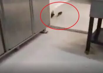 Ποντίκι κάνει… βόλτες στην κουζίνα της φοιτητικής λέσχης του ΑΠΘ (Βίντεο)