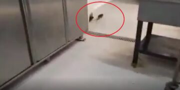 Ποντίκι κάνει… βόλτες στην κουζίνα της φοιτητικής λέσχης του ΑΠΘ (Βίντεο)