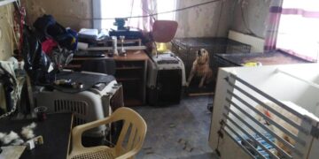 Θεσσαλονίκη: Άθλιες συνθήκες στο διαμέρισμα με 16 σκυλιά στην Τούμπα (Εικόνες)