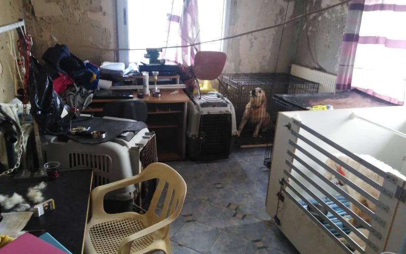 Θεσσαλονίκη: Άθλιες συνθήκες στο διαμέρισμα με 16 σκυλιά στην Τούμπα (Εικόνες)