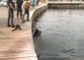 Θεσσαλονίκη: Άνδρας προσπάθησε να ξεφύγει από την αστυνομία και έπεσε στον Θερμαϊκό με τις χειροπέδες