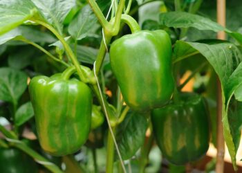 Θεσσαλονίκη: Οικογένεια έκλεψε από χωράφι 20 κιλά πιπεριές