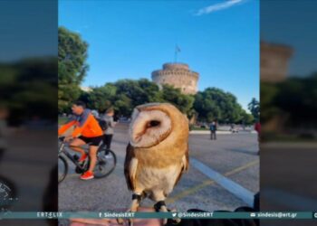 Θεσσαλονίκη: Βγήκε βόλτα στο Λευκό Πύργο με μία… κουκουβάγια στο χέρι