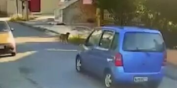 Θεσσαλονίκη: Οδηγός παρασύρει σκύλο με το αυτοκίνητο και τον παρατάει (Βίντεο)