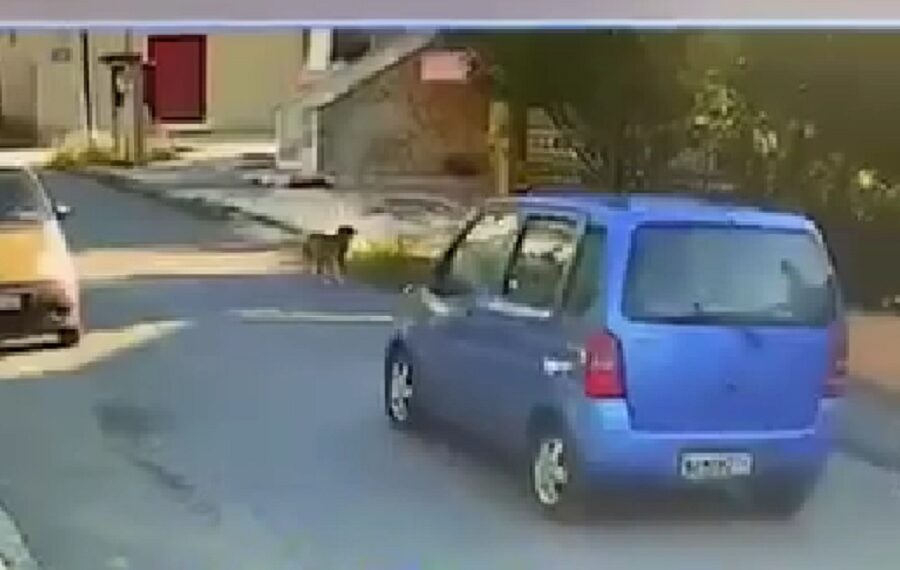 Θεσσαλονίκη: Οδηγός παρασύρει σκύλο με το αυτοκίνητο και τον παρατάει (Βίντεο)