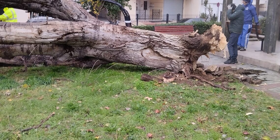 Εύοσμος: Πτώση δέντρου στο Πάρκο Ελπίδας (Εικόνα)