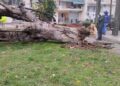 Εύοσμος: Πτώση δέντρου στο Πάρκο Ελπίδας (Εικόνα)