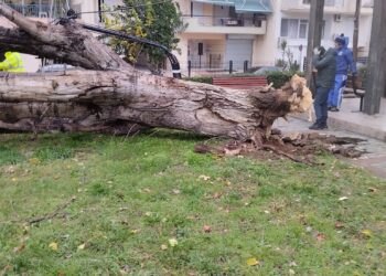 Εύοσμος: Πτώση δέντρου στο Πάρκο Ελπίδας (Εικόνα)