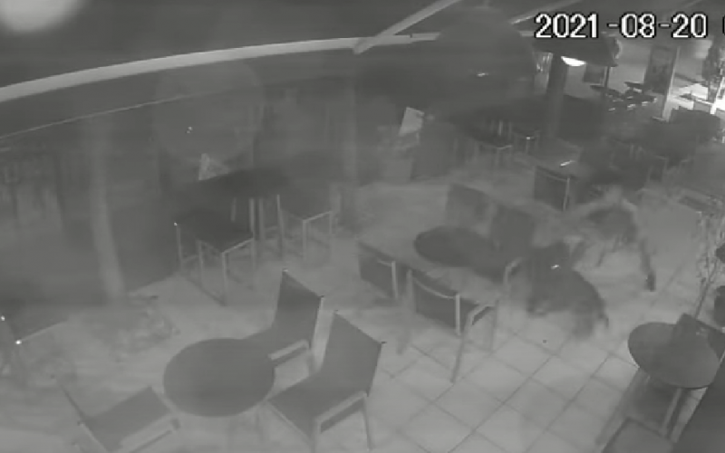 Θεσσαλονίκη: Αναβλήθηκε η δίκη 25χρονου για τη δολοφονία αδέσποτου σκύλου (Βίντεο)
