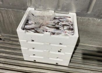 Θεσσαλονίκη: Κατασχέθηκαν 24 κιλά μπακαλιάροι στην ιχθυόσκαλα της Ν. Μηχανιώνας (Εικόνες)