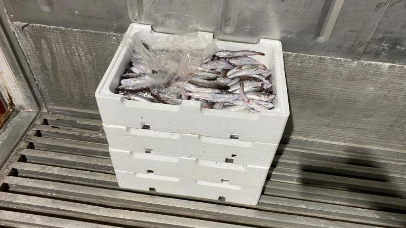 Θεσσαλονίκη: Κατασχέθηκαν 24 κιλά μπακαλιάροι στην ιχθυόσκαλα της Ν. Μηχανιώνας (Εικόνες)