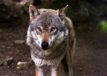 Θεσσαλονίκη: Λύκοι κατασπάραξαν σκύλο σε απόσταση 80 μέτρων από κυνηγό