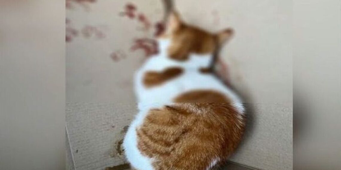 Κτηνωδία στους Αμπελόκηπους: Τυφλώθηκε από κλωτσιά ένα μικρό γατάκι – Αναζητούνται οι δράστες