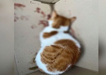 Κτηνωδία στους Αμπελόκηπους: Τυφλώθηκε από κλωτσιά ένα μικρό γατάκι – Αναζητούνται οι δράστες