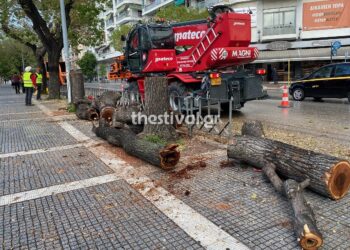 Θεσσαλονίκη: Άρχισαν οι κοπές των άρρωστων δέντρων και στην οδό Τσιμισκή (Εικόνες)