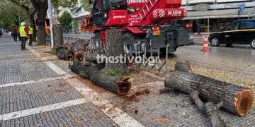 Θεσσαλονίκη: Άρχισαν οι κοπές των άρρωστων δέντρων και στην οδό Τσιμισκή (Εικόνες)