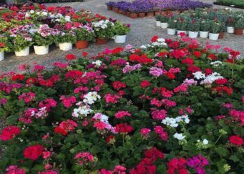 Πρωτομαγιά στο Δήμο Αμπελοκήπων – Μενεμένης