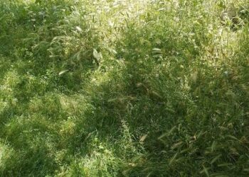 Τα αγριόχορτα «πνίγουν» τον Δήμο Κορδελιού Ευόσμου
