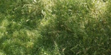 Τα αγριόχορτα «πνίγουν» τον Δήμο Κορδελιού Ευόσμου