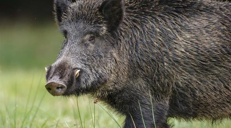 Αγριογούρουνα βγήκαν για… πρωινό “περίπατο” στις Σαράντα Εκκλησιές (video)