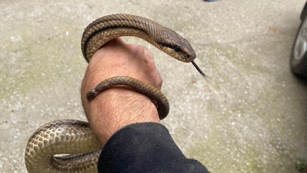 Πέντε περιστατικά απομάκρυνσης φιδιών την τελευταία εβδομάδα – Βρέθηκε λαφιάτης στον Εύοσμο
