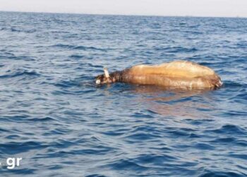 Θεσσαλονίκη: Νεκρή αγελάδα επιπλέει στο Θερμαϊκό (Βίντεο)