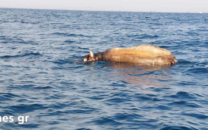 Θεσσαλονίκη: Νεκρή αγελάδα επιπλέει στο Θερμαϊκό (Βίντεο)