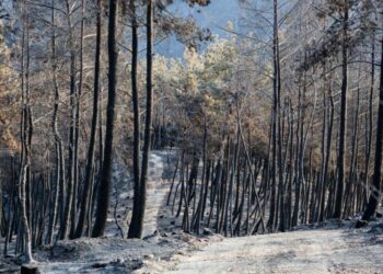 Euphoresis: Τζελ που θα δίνει ζωή σε καμένα δάση σχεδίαζαν φοιτητές από Θεσσαλονίκη