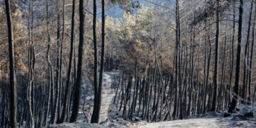 Euphoresis: Τζελ που θα δίνει ζωή σε καμένα δάση σχεδίαζαν φοιτητές από Θεσσαλονίκη